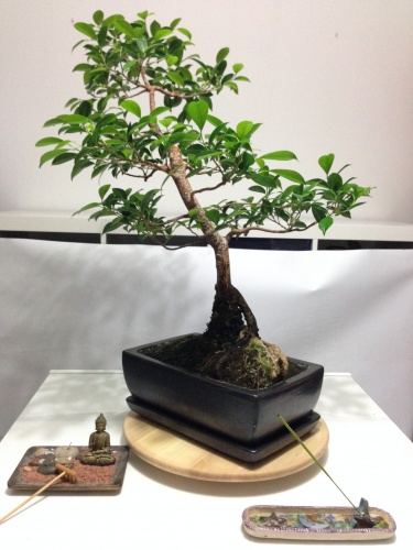 Bonsai Ficus Retusa. - Buzzycip
