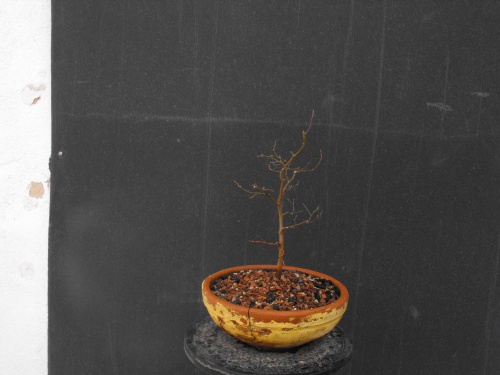 Bonsai semilla del 2012 - SARRUT