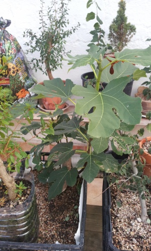 Bonsai Ficus Carica esqueje del 2013 - SARRUT