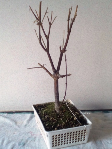 Bonsai Trasplante arce palmatum - jaudetb