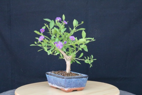 Bonsai Ficus Rantonetii - jrcampoamor
