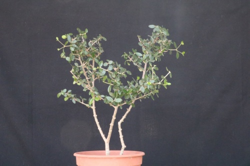 Bonsai Olea europaea - Acebuche1 - jrcampoamor