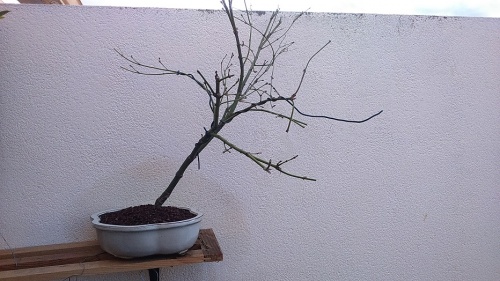 Bonsai Arce palmatum - jrcampoamor