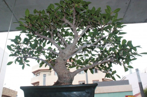 Bonsai Ficus Retusa - Novelda Club Bonsai - torrevejense