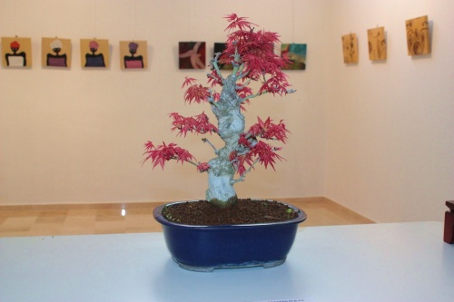 Bonsai Bonsai Arce Atropurpurea con colores vivos - torrevejense