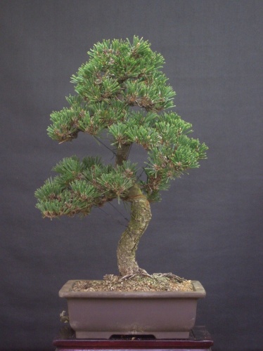 Bonsai Pinus Thumbergii Kotobuki - nohcel