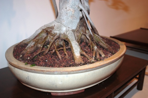 Bonsai Raices Ficus MicroCarpa - CBALICANTE