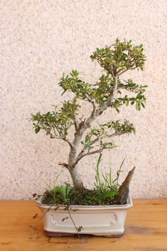 Bonsai Ilex crenata en mi colección de bonsái - Miguel