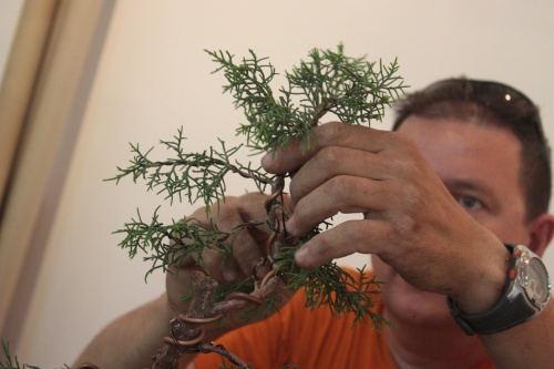 Durante el modelado del ápice de un bonsai