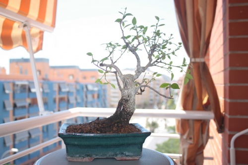 Bonsai Fin del trasplante de Ficus Retusa - Miguel