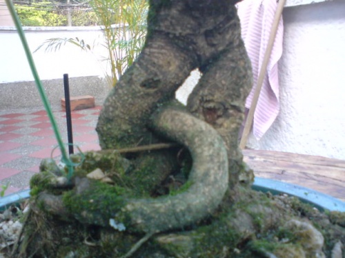 Bonsai tronco de un ficus - giova