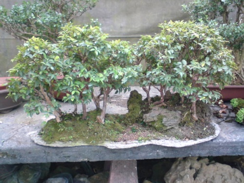 Bonsai Bosque de Guayabos en laja - giova