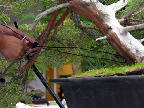 Bonsai Ahora mediante un tensor se fija la rama para dejarla en la posición deseada. (En la foto se aprecia como se protege la rama con un trozo de caucho) - peterpunk