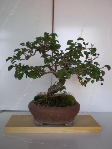 Bonsai Prunus mahaleb-1 - Elias
