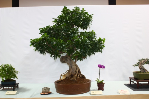Bonsai Ficus Retusa Eugenia Carrillo - Assoc. Bonsai Cocentaina