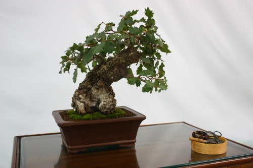 Bonsai Roble - Quercus Faginea - Assoc. Bonsai Cocentaina