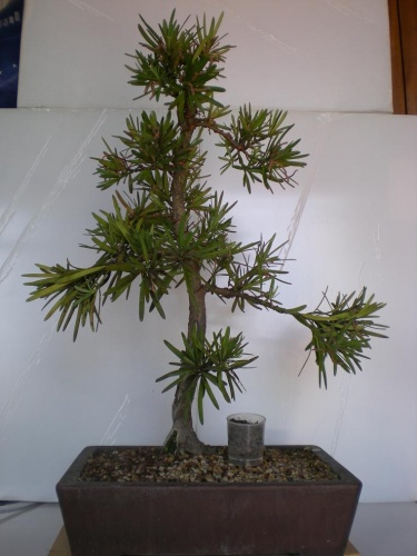 Bonsai Podocarpus - Elias