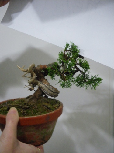 Bonsai Juniperus Itogawa - Cris
