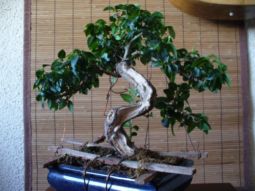 Bonsai Ligustreum sinensis - Popan Vasile