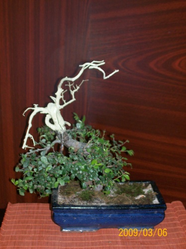 Bonsai 3736 - ro-bonsai.ro