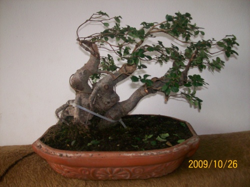 Bonsai 3744 - ro-bonsai.ro