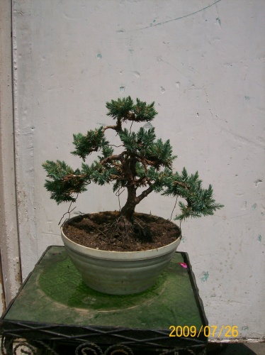 Bonsai 3748 - ro-bonsai.ro