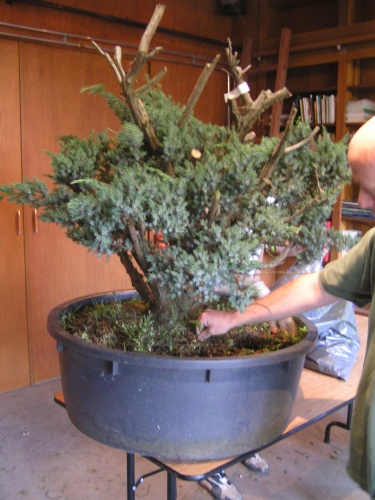 Bonsai juniperus squamata - machiel van den broek