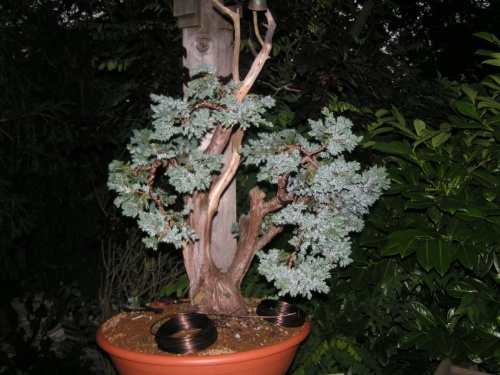 Bonsai juniperus squamata 2007 - machiel van den broek