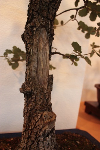 Bonsai Corteza del bonsai - Assoc. Bonsai Muro