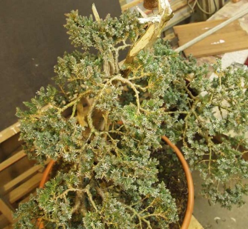 Bonsai juniperus squamata foiledge after 4 years of progression - machiel van den broek