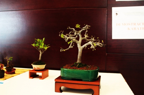 Bonsai Higuera - Ficus carica - Jose Gomez del Rio - torrevejense