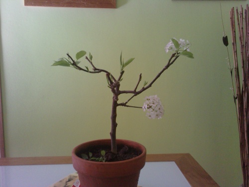 Bonsai peral de flor - miguel65