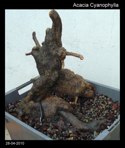 Bonsai Acacia cyanophylla - Yamadori - Rodrigo Sousa