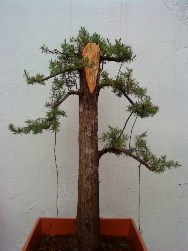 juniperus oxycedrus