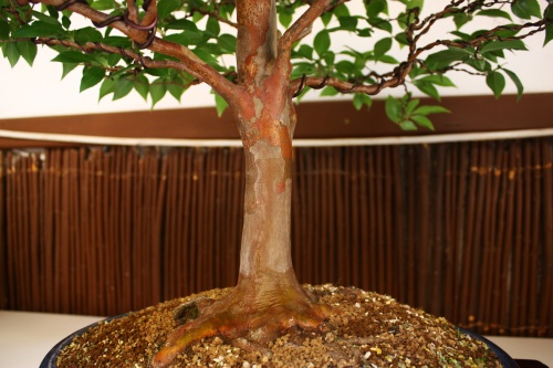 Bonsai Tronco de Stewartia bonsai - Juan Gomez Hernandez - Amigos del Bonsai Lorca