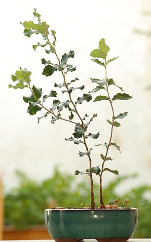Bonsai Encina (Quercus Ilex) 2009 Verano - guscreations