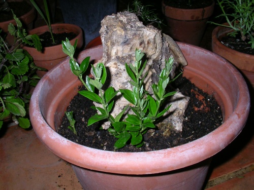 Bonsai olivo en evolucion - joaquin21
