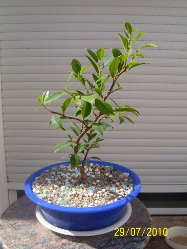 Bonsai Ficus retusa ( esqueje en agua del 2008 ) - SARRUT