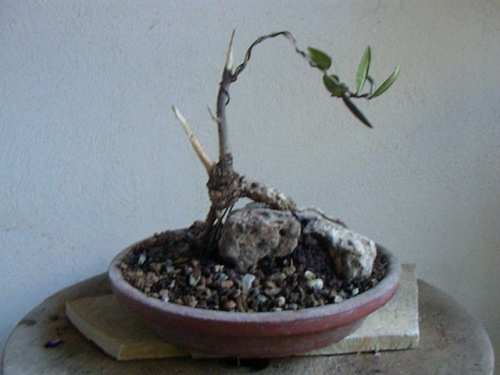 Bonsai olivo en piedra - joaquin21