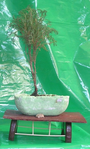 Bonsai pino calbo 2 años - victor hugo aliaga galindo