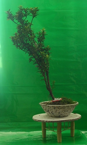 Bonsai Ficus 2 años - victor hugo aliaga galindo