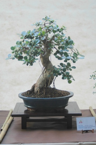 Bonsai Ficus panda - Sueca