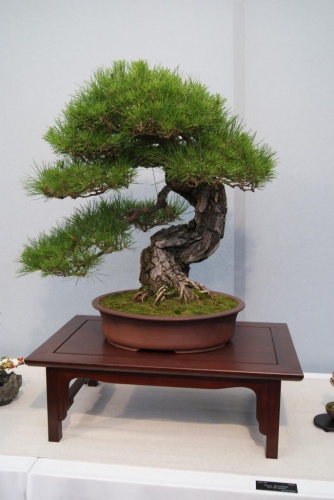 Bonsai Pinus Densiflora, Jean Paul Polmans - Alcobendas