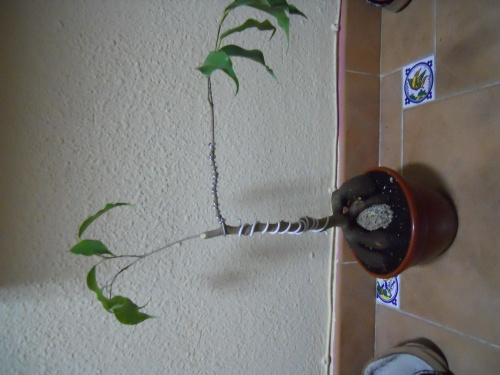 Bonsai Ficus Benjamina - Quique Ruiz