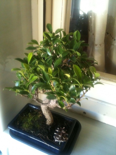 Bonsai Ficus retusa (unos 10 años).   (4) Poda. - vfmass