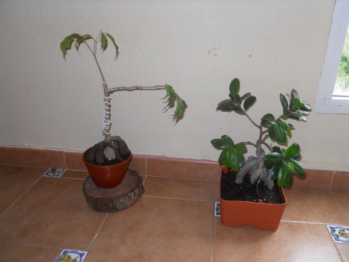 Bonsai Mis Ficus. - Quique Ruiz