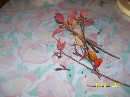 Bonsai Manzano semilla del 2007    Enero del 2011 lo que le quito - SARRUT