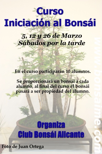Cartel Curso de bonsai - Club Bonsai Alicante