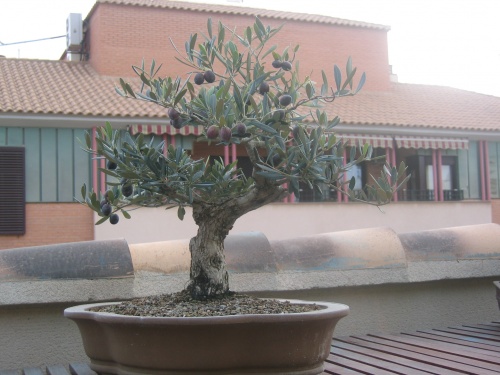 Bonsai olivo - miguel angel moreno