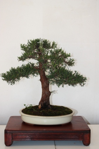Bonsai Juniperus Thurifera de Antonio Torres - torrevejense